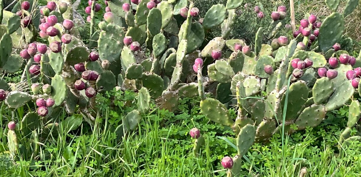 Opuncje figowe na Malcie.