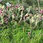 Opuncje figowe na Malcie.