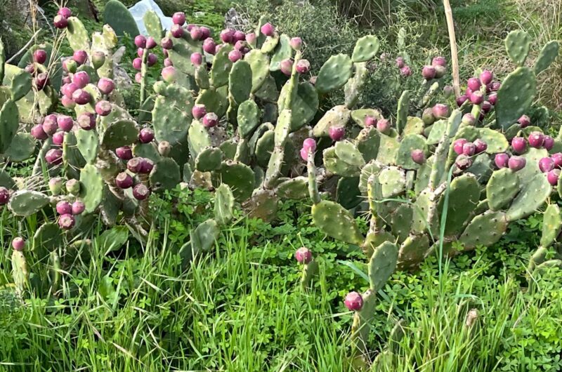 Opuncje figowe na Malcie.
