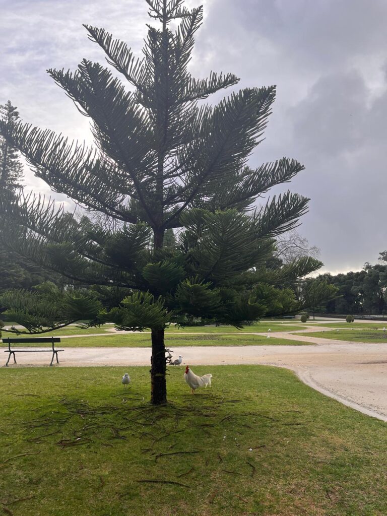 drzewo iglaste i kogut w parku